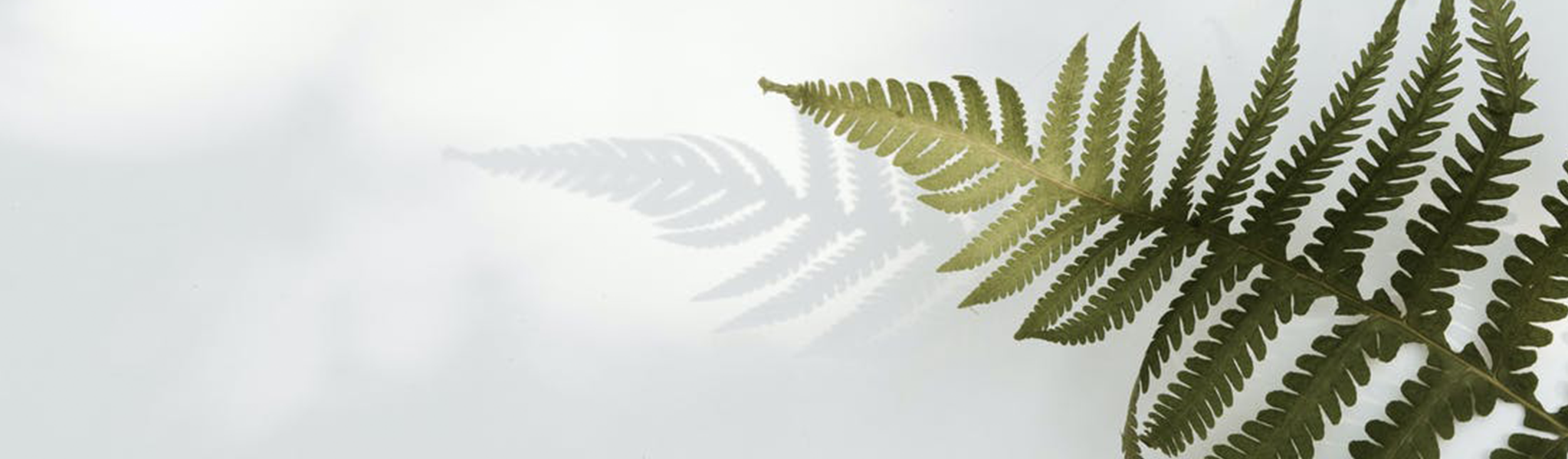 NZ fern